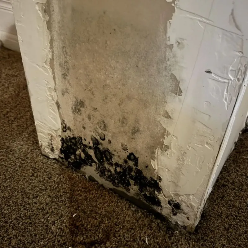 Professional Mold Removal in Clinton, MD